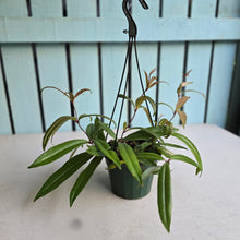 Load image into Gallery viewer, #54 Medinilla Quadrifolia
