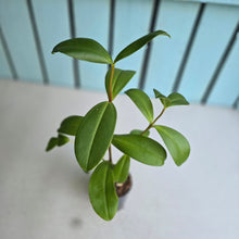 Load image into Gallery viewer, #704 Medinilla Succulenta