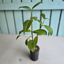 Load image into Gallery viewer, #704 Medinilla Succulenta