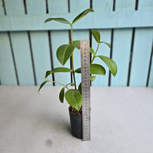 Load image into Gallery viewer, #704 Medinilla Succulenta