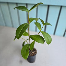 Load image into Gallery viewer, #704 Medinilla Succulenta