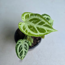 Load image into Gallery viewer, #W52 Multi-headed, Thick Veined Anthurium Crystallinum x