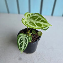 Load image into Gallery viewer, #W52 Multi-headed, Thick Veined Anthurium Crystallinum x