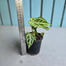 Load image into Gallery viewer, #W52 Multi-headed, Thick Veined Anthurium Crystallinum x