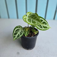 Load image into Gallery viewer, #W52 Multi-headed, Thick Veined Anthurium Crystallinum x