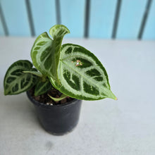 Load image into Gallery viewer, #W52 Multi-headed, Thick Veined Anthurium Crystallinum x