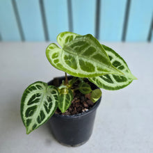 Load image into Gallery viewer, #W52 Multi-headed, Thick Veined Anthurium Crystallinum x