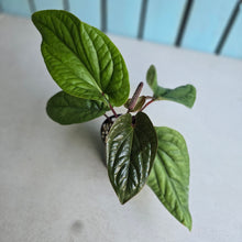 Load image into Gallery viewer, #160 Anthurium Luxurians x Radicans
