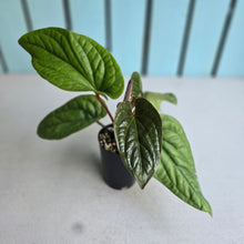 Load image into Gallery viewer, #160 Anthurium Luxurians x Radicans