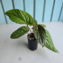 Load image into Gallery viewer, #160 Anthurium Luxurians x Radicans