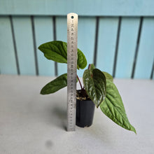 Load image into Gallery viewer, #160 Anthurium Luxurians x Radicans