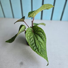 Load image into Gallery viewer, #160 Anthurium Luxurians x Radicans