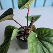 Load image into Gallery viewer, #160 Anthurium Luxurians x Radicans