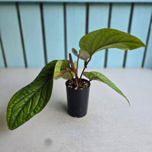 Load image into Gallery viewer, #160 Anthurium Luxurians x Radicans