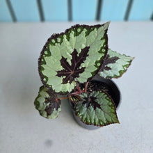 Load image into Gallery viewer, #W28 Begonia Havilah