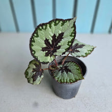 Load image into Gallery viewer, #W28 Begonia Havilah