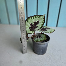Load image into Gallery viewer, #W28 Begonia Havilah