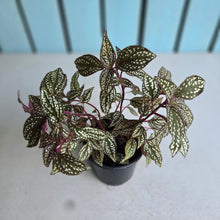 Load image into Gallery viewer, #238 Sonerila Maculata