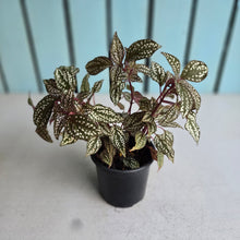 Load image into Gallery viewer, #238 Sonerila Maculata