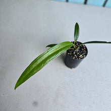 Load image into Gallery viewer, #W38 Anthurium Bakeri - Narrow Form