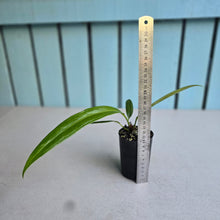 Load image into Gallery viewer, #W38 Anthurium Bakeri - Narrow Form