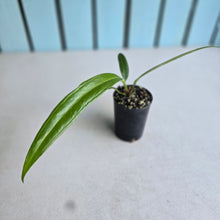 Load image into Gallery viewer, #W38 Anthurium Bakeri - Narrow Form