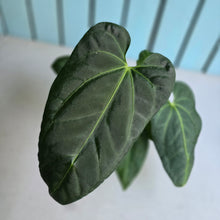 Load image into Gallery viewer, #B106 Anthurium NOID