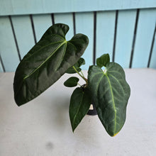 Load image into Gallery viewer, #B106 Anthurium NOID