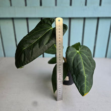 Load image into Gallery viewer, #B106 Anthurium NOID