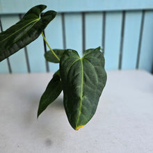 Load image into Gallery viewer, #B106 Anthurium NOID