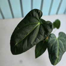 Load image into Gallery viewer, #B106 Anthurium NOID