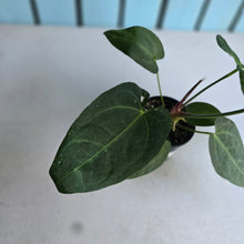 Load image into Gallery viewer, #B106 Anthurium NOID