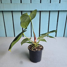 Load image into Gallery viewer, #B106 Anthurium NOID