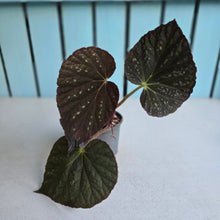 Load image into Gallery viewer, #992 Begonia Unknown