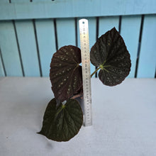 Load image into Gallery viewer, #992 Begonia Unknown