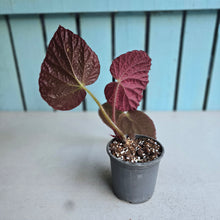 Load image into Gallery viewer, #992 Begonia Unknown