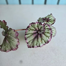 Load image into Gallery viewer, #W37 Begonia Unknown