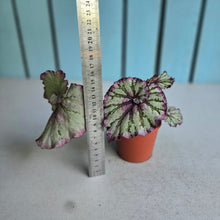 Load image into Gallery viewer, #W37 Begonia Unknown