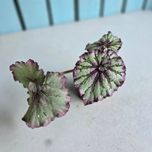 Load image into Gallery viewer, #W37 Begonia Unknown