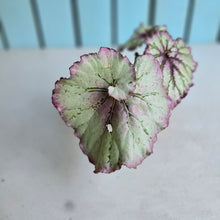 Load image into Gallery viewer, #W37 Begonia Unknown