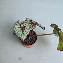 Load image into Gallery viewer, #W37 Begonia Unknown