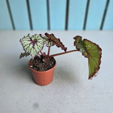 Load image into Gallery viewer, #W37 Begonia Unknown