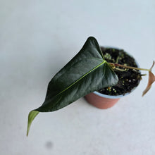 Load image into Gallery viewer, #G33 Anthurium Truncicola x Forgetii