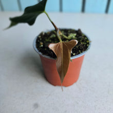 Load image into Gallery viewer, #G33 Anthurium Truncicola x Forgetii