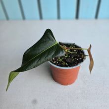 Load image into Gallery viewer, #G33 Anthurium Truncicola x Forgetii