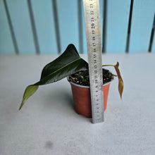 Load image into Gallery viewer, #G33 Anthurium Truncicola x Forgetii