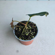 Load image into Gallery viewer, #G33 Anthurium Truncicola x Forgetii