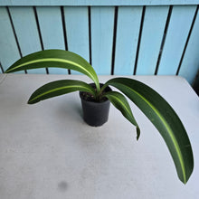 Load image into Gallery viewer, #B43 Hippeastrum Reticulatum