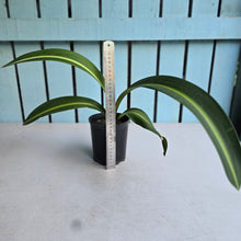 Load image into Gallery viewer, #B43 Hippeastrum Reticulatum