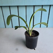 Load image into Gallery viewer, #B43 Hippeastrum Reticulatum